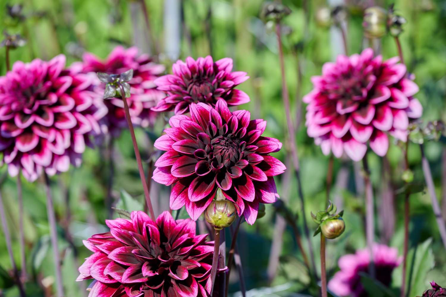 Dahlie ‘Davina Michelle’
